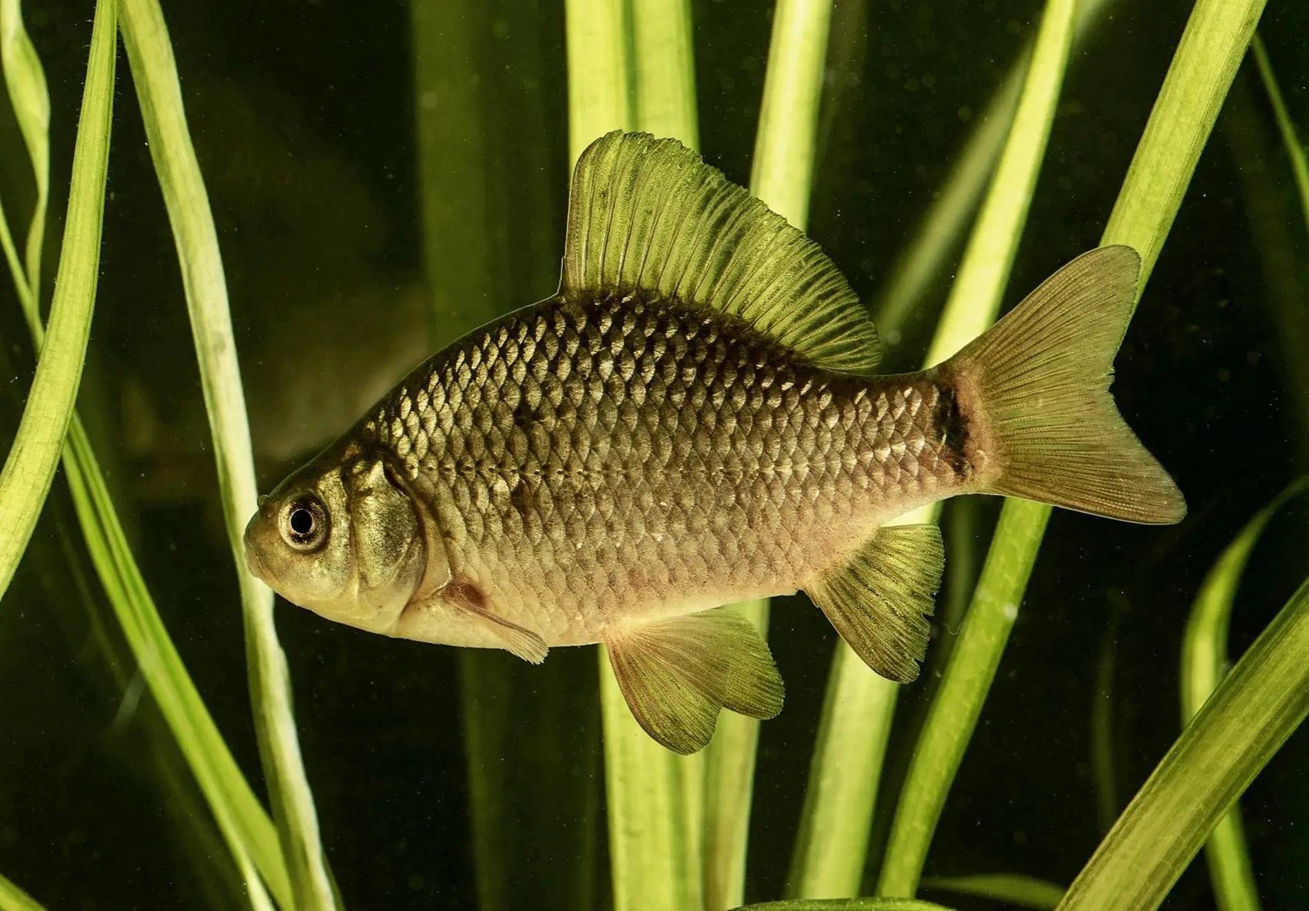 Carassius carassius (Linnaeus, 1758)